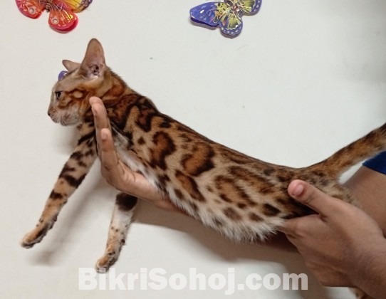 Female Bengal cat